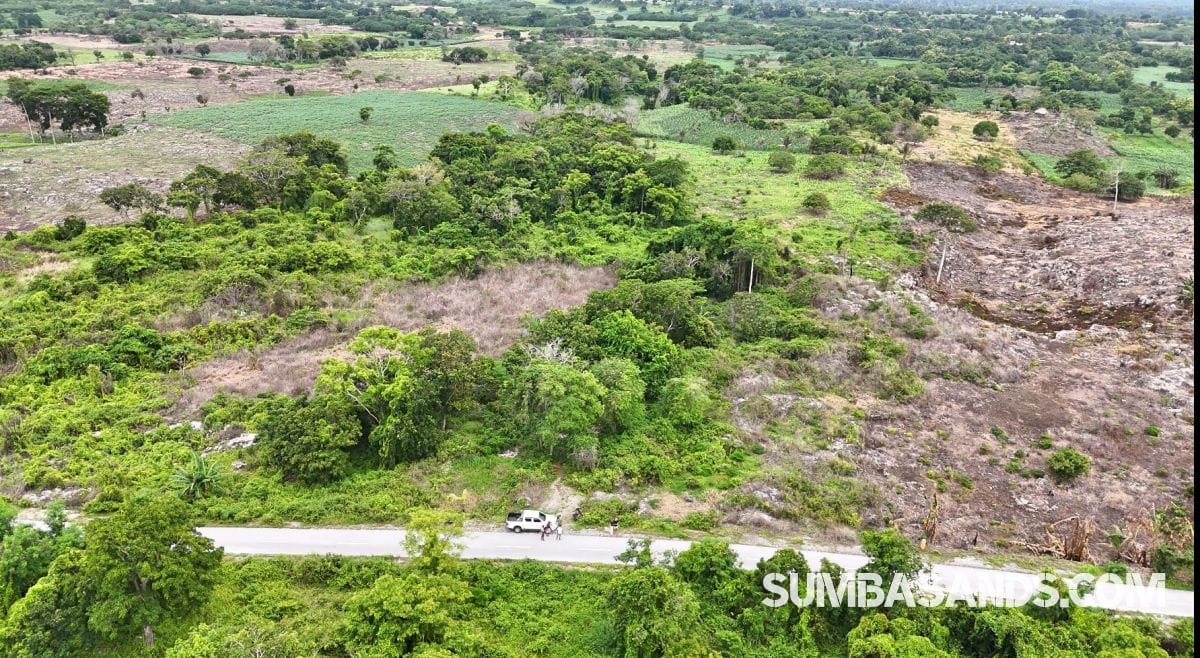 A high-resolution aerial view of two separate, rectangular land parcels situated next to each other within a dense green forest. A paved asphalt road borders the plots, leading toward the turquoise waters of Halete Beach.