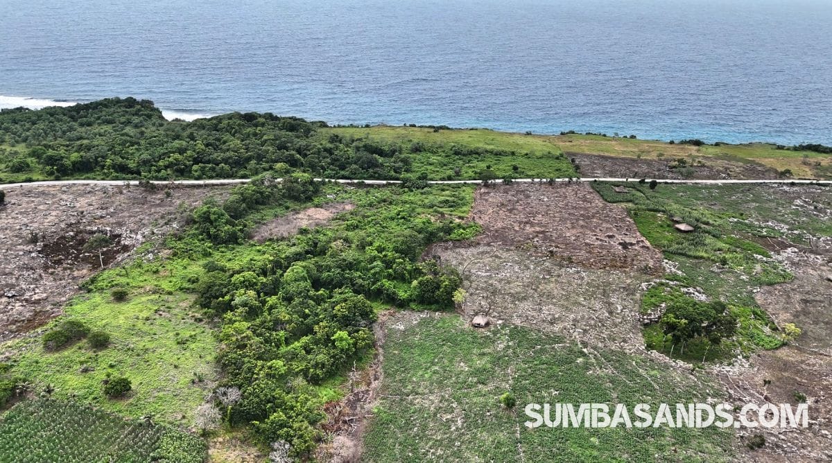 A high-resolution aerial view of two separate, rectangular land parcels situated next to each other within a dense green forest. A paved asphalt road borders the plots, leading toward the turquoise waters of Halete Beach.