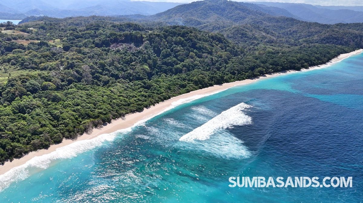 A breathtaking aerial drone photograph overlooking the pristine coastline of West Sumba. The image captures incredibly calm, vibrant turquoise ocean waters gently meeting bright white sandy beaches, bordered by dense, lush tropical green vegetation.