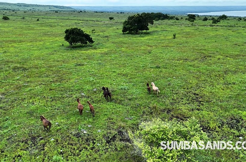 A panoramic aerial shot of the 3-hectare Sumba Marapu Valley Investment Plot. The image captures flat, cleared green terrain. Dramatic hills surround the three adjacent plots. A distant view of the Indian Ocean near Waingapu is visible.