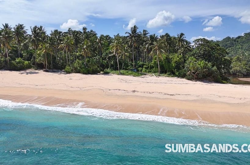 : A panoramic aerial view of the Baralewa Sandy Beach Plot. The image captures 2.3 hectares of flat land meeting a deep white-sand beach, surrounded by a luxurious palm tree forest in Wetana, Southwest Sumba.